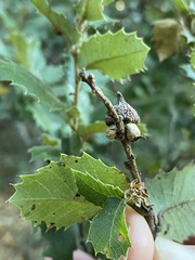 Heteroecus sanctaeclarae