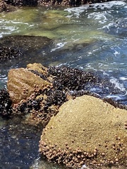 Mytilus californianus