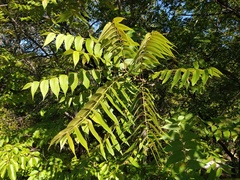 Juglans nigra