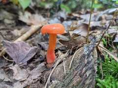 Hygrocybe miniata