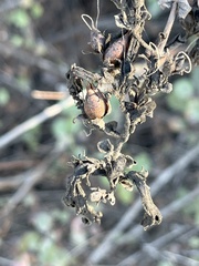 Rhamnus ilicifolia