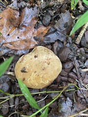 Scleroderma citrinum