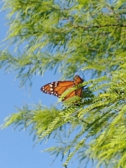 Danaus erippus