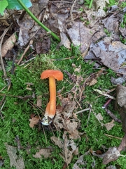 Hygrocybe miniata