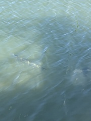 Megalops atlanticus