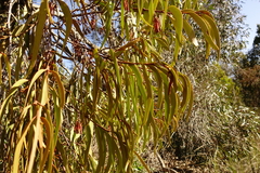 Amyema pendula pendula