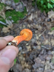 Hygrocybe miniata