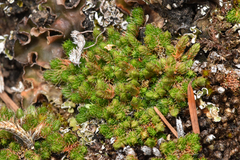 Selaginella densa