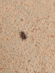 Neacoryphus bicrucis