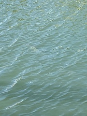 Megalops atlanticus