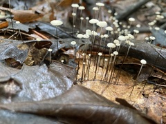 Marasmius capillaris