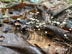 Marasmius capillaris