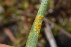 Puccinia