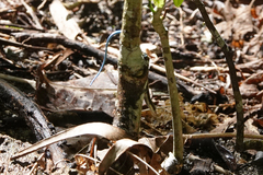 Emoia caeruleocauda