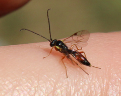 Ichneumonidae