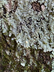 Myelochroa aurulenta