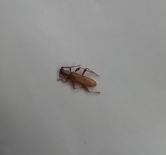 Eburida quadriguttata