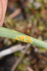 Puccinia