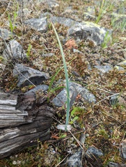 Calochortus macrocarpus