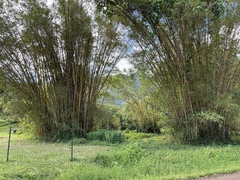 Bambusa vulgaris