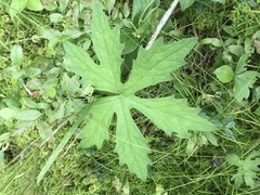 Petasites frigidus