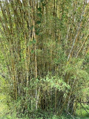 Bambusa vulgaris