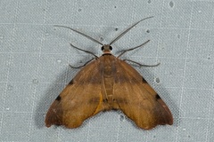 Achrosis lithosiaria