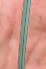 Calochortus macrocarpus