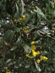 Acacia retinodes