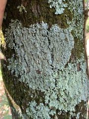 Myelochroa aurulenta