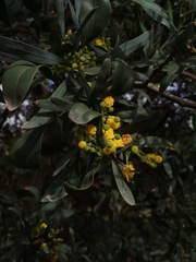 Acacia retinodes