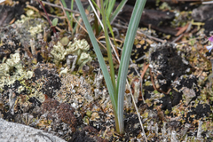 Calochortus macrocarpus