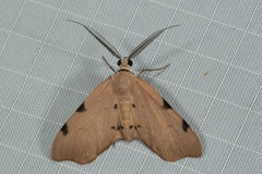 Achrosis lithosiaria