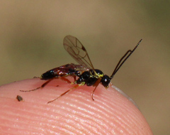 Ichneumonidae