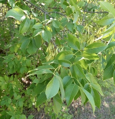 Fraxinus albicans