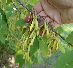 Fraxinus albicans