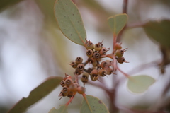 Eucalyptus socialis socialis