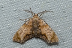 Achrosis