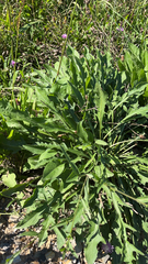 Diplotaxis tenuifolia