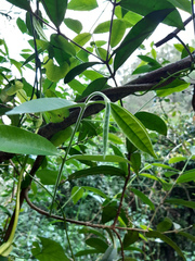 Melodinus acutiflorus