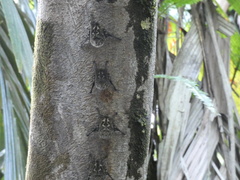 Rhynchonycteris naso
