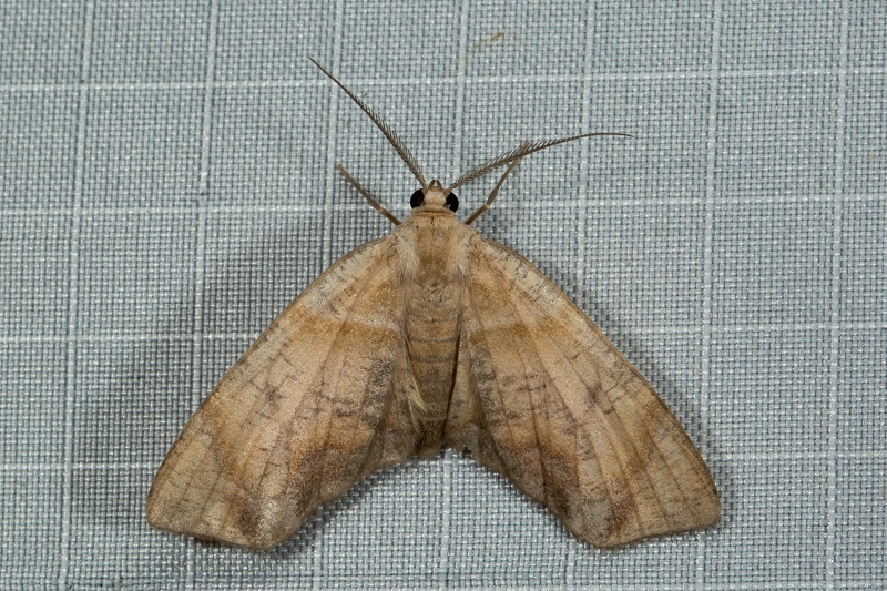 Achrosis excitata