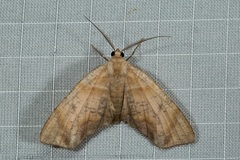 Achrosis excitata
