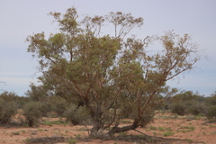 Eucalyptus socialis socialis