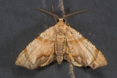 Achrosis excitata