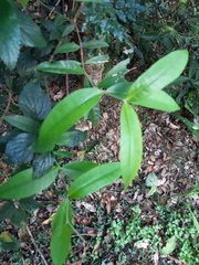 Melodinus acutiflorus