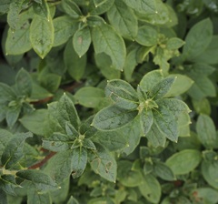 Rhododendron pilosum
