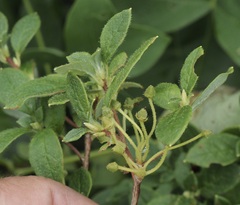 Rhododendron pilosum