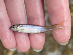 Pimephales notatus
