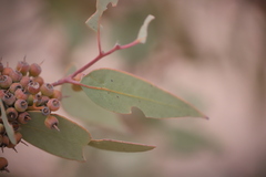 Eucalyptus socialis socialis
